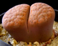 Lithops fulviceps